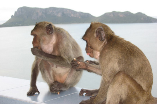 Ling khao krachok crop