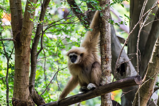 Gibbon resize